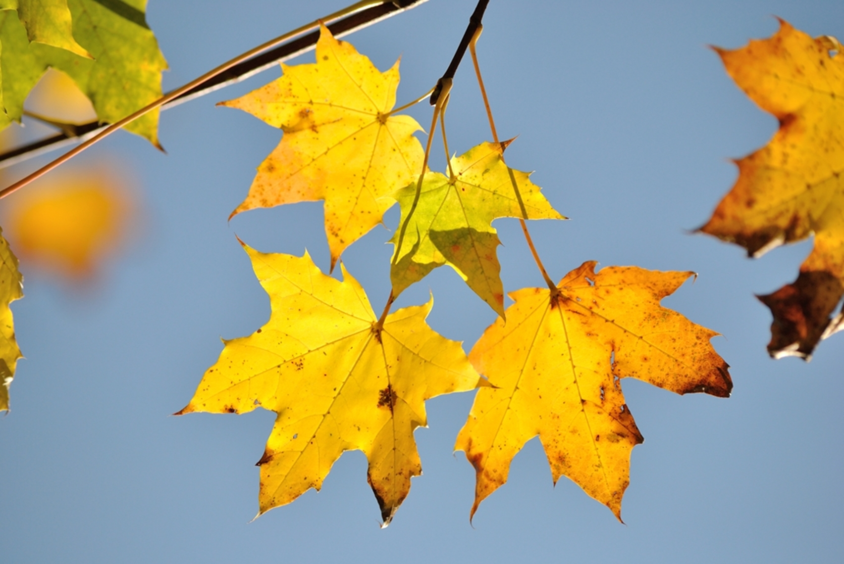 Banner Image 5